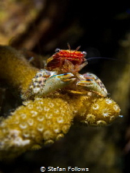 Salvage
Porcelain Crab - Porcellanidae sp.
Mae Haad, Th... by Stefan Follows 